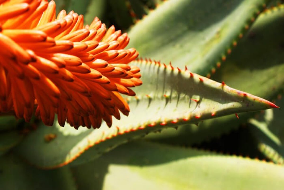 Aloe Ferox vs Aloe Vera: What is the difference? - Aloe Unique