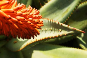 Aloe Ferox vs Aloe Vera | Aloe Ferox Skin Products
