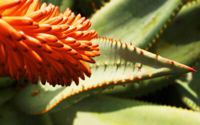 Aloe Ferox vs Aloe Vera | Aloe Ferox Skin Products