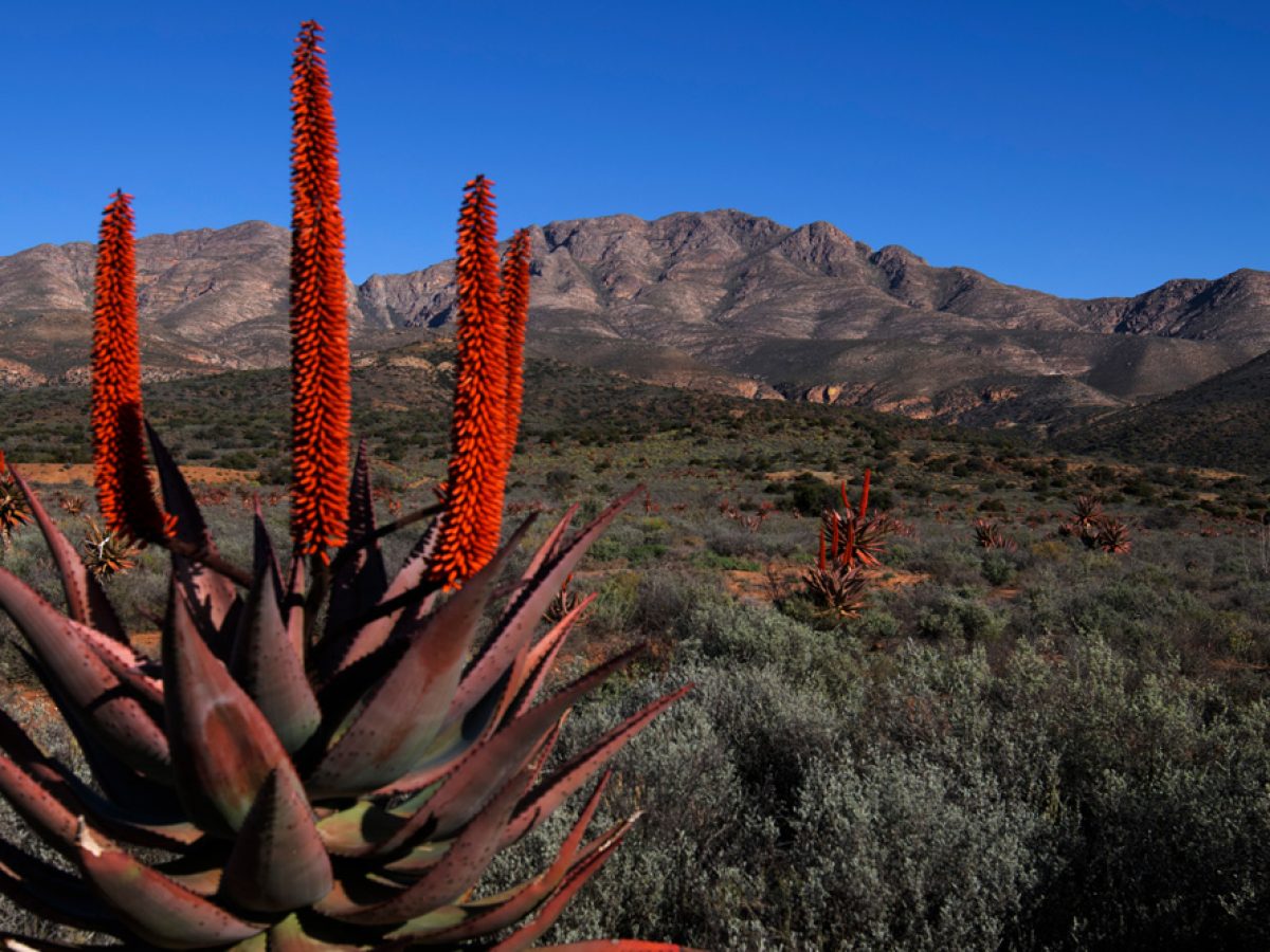 Aloe Unique ISO Factory
